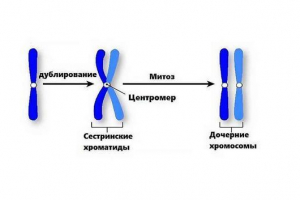 Образуването на дъщерни дружества хромозоми в резултат на митоза и мейоза Образуването на дъщерни дружества хромозоми в резултат на митоза и мейоза